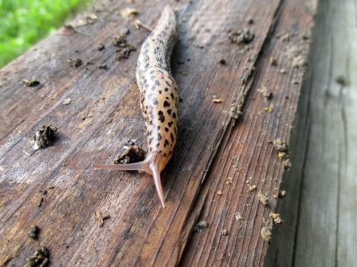 slug wood antenna