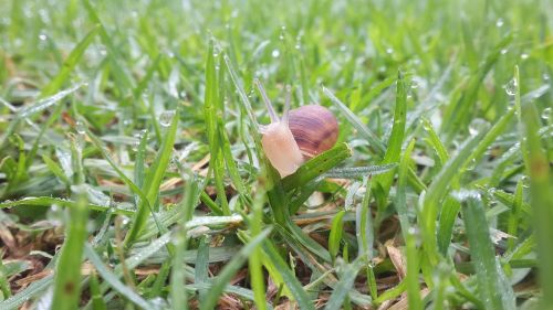 slug nature wet grass