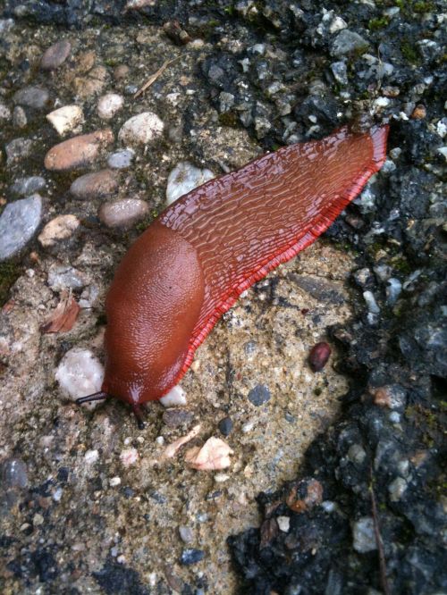 slug brown pebble