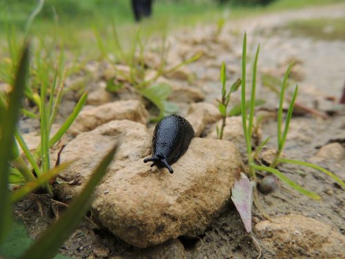 slug snail slow