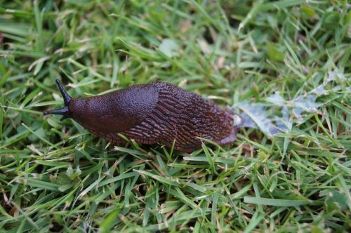 slug land snail insect