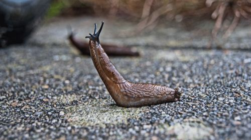 slug nature snail