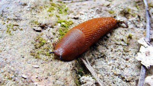 slug snail animal