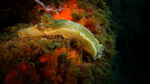 slug ocean diving