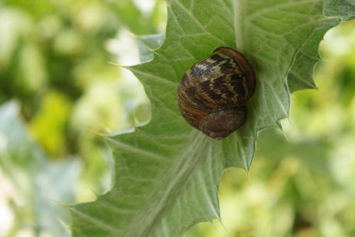 slug garden snail climbing