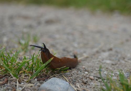 slug slowly brown