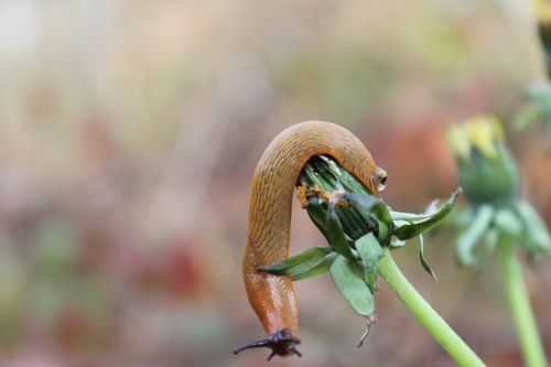 slug nature animals