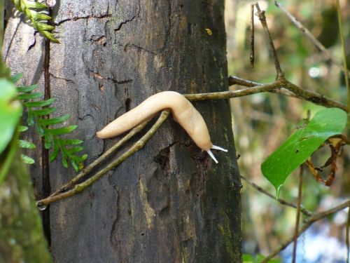 slug tree forest