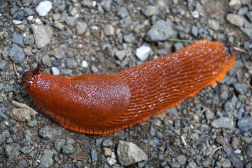 slug snail crawl