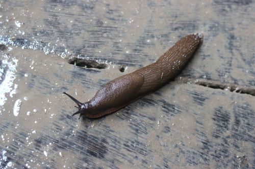 slug animal wet