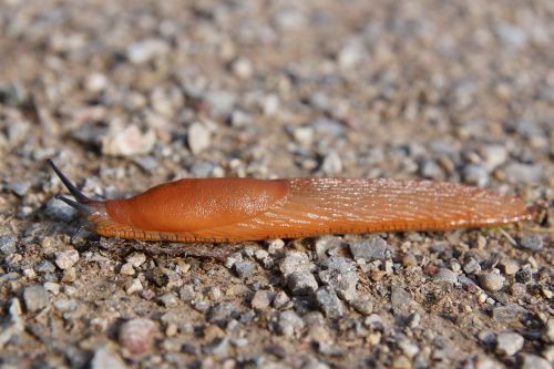 slug snail animal