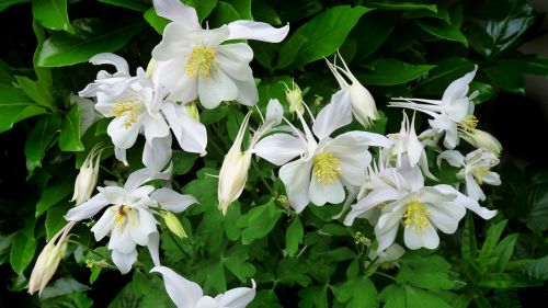 slug flowers white