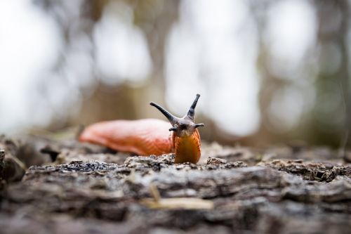 slug nature forest