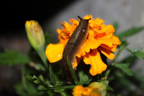 slug  flower  marigolds