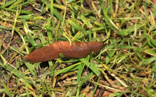 slug snail brown