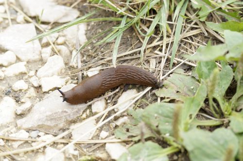 slug snail crawl