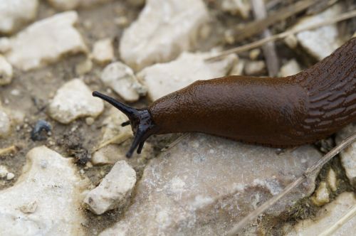 slug snail crawl