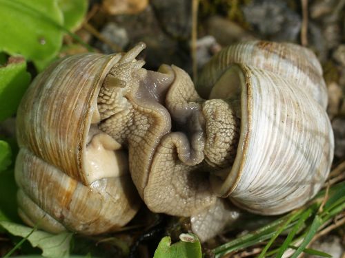 slug snail seashell
