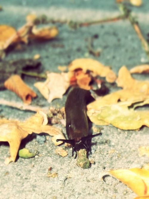 slug snail autumn