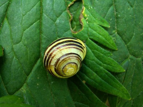 slug animals sea shells