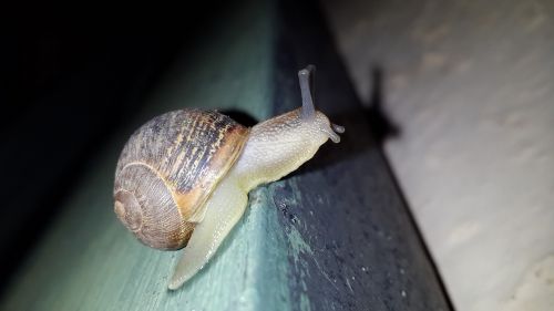 slug animal snail