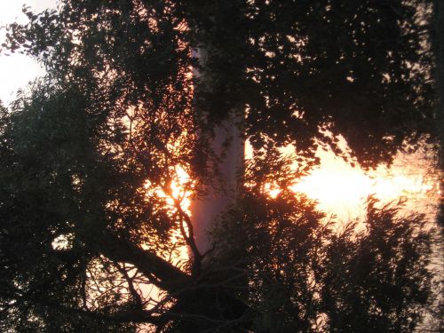 Sun Behind The Tree