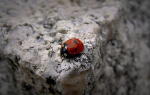 small ladybug alder pirkko