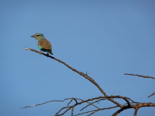 small bird blue