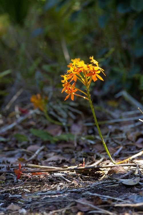 small yellow flower