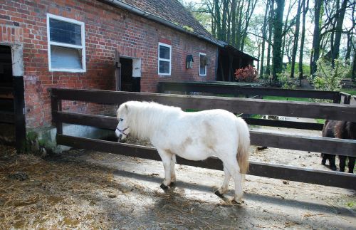 small white horse barn