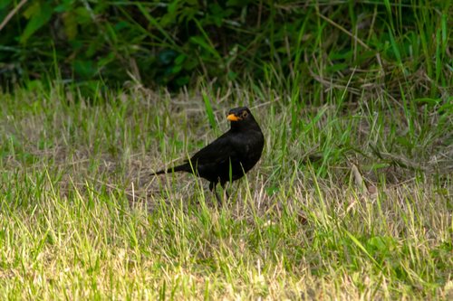 small  bird  nature