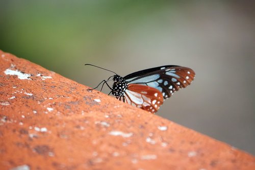 small  butterfly  insect