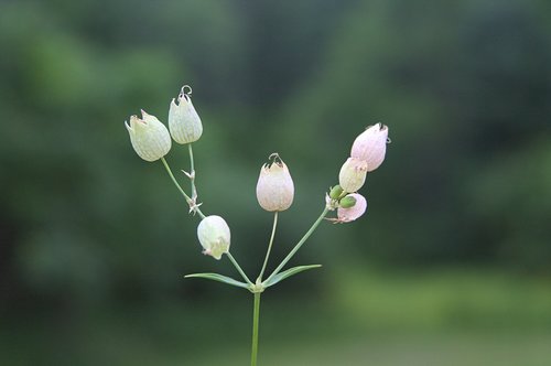 small  flower  nature