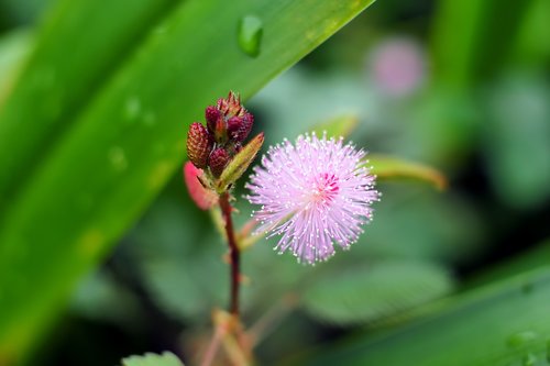 small  flower  nature