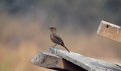 small  bird  sitting