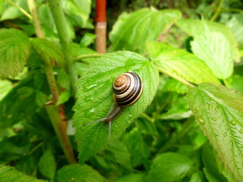 small animal wirbellos snail