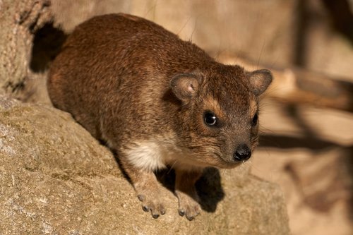 small animal  zoo  animal