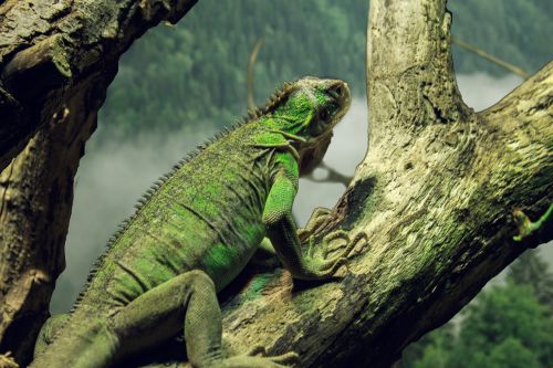 small antillean iguana iguana iguana delicatissima