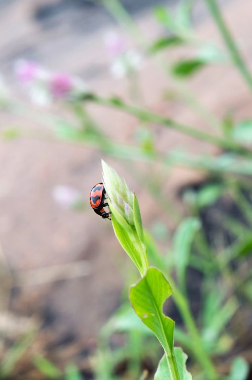 small beetle lady bird lady bug