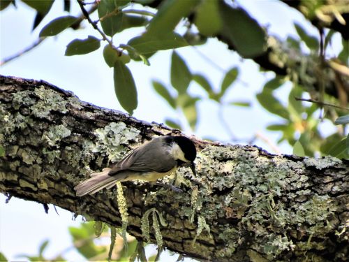small bird tree limb wildlife