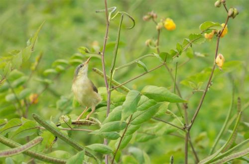 small bird resting on branch plant