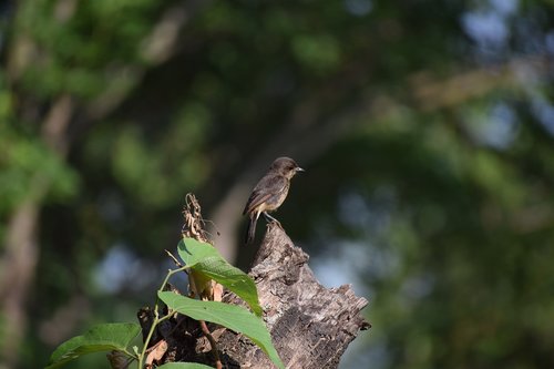 small bird  bird  animal