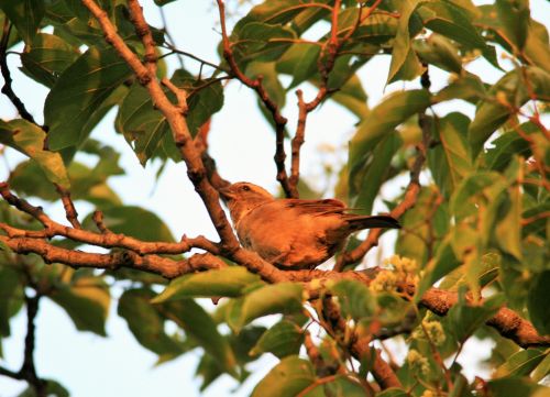Small Bird In A Tree