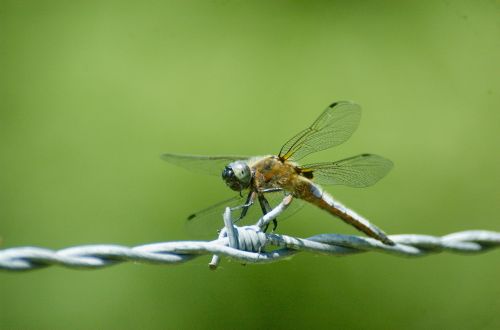 small blue arrow dragonfly insect