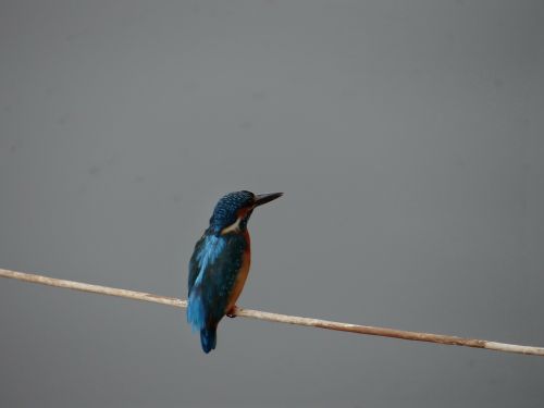 small blue kingfisher dharwad sadhankeri