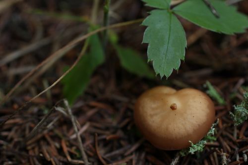 Small Brown Wild Mushroom