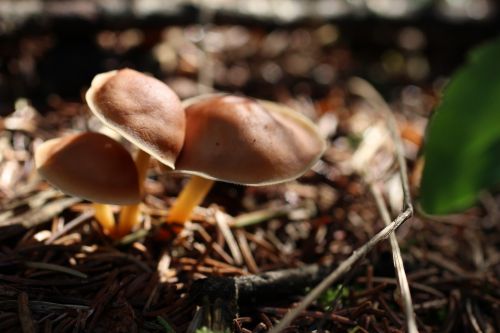 Small Brown Wild Mushroom