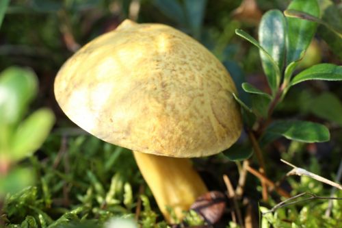 Small Brown Wild Mushroom