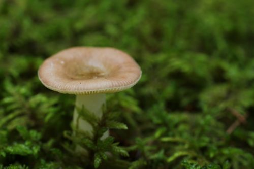 Small Brown Wild Mushroom