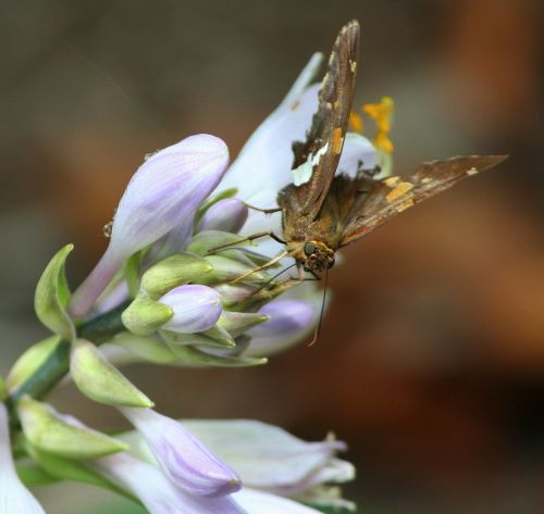 small butterfly flying insect butterfly